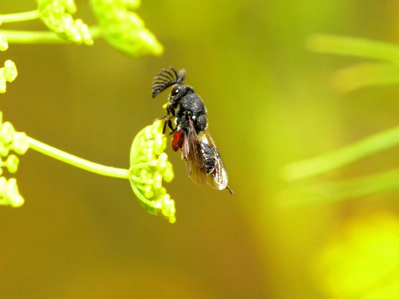 Chalcididae antenne piumate